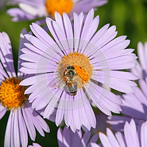 Bee or honeybee in Latin Apis Mellifera on flower