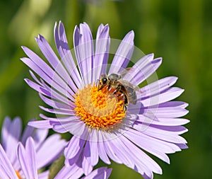 Bee or honeybee in Latin Apis Mellifera on flower