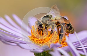 Bee or honeybee in Latin Apis Mellifera on flower