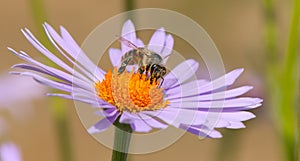 Bee or honeybee in Latin Apis Mellifera on flower