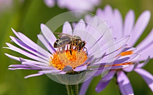 Bee or honeybee in Latin Apis Mellifera on flower