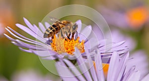 Bee or honeybee in Latin Apis Mellifera on flower