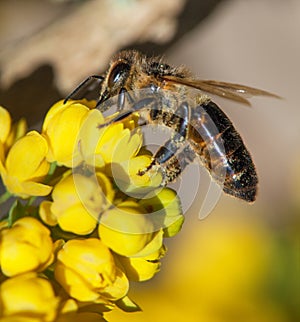 Bee or honeybee in Latin Apis Mellifera on flower