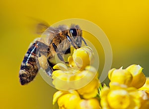 Bee or honeybee in Latin Apis Mellifera on flower