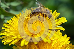 Bee or honeybee in Latin Apis Mellifera on yellow flower