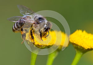 Bee or honeybee pollinated yellow flower