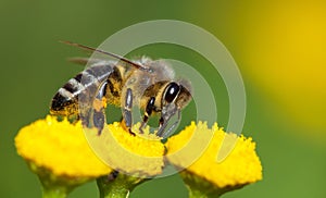 Bee or honeybee pollinated yellow flower