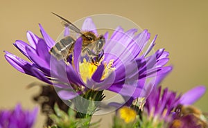 Bee or honeybee sitting on flower, Apis Mellifera