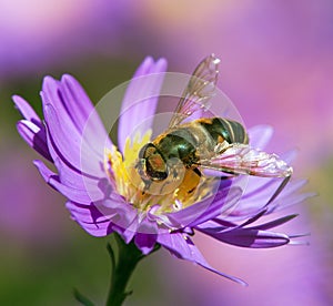 Bee or honeybee sitting on flower, Apis Mellifera