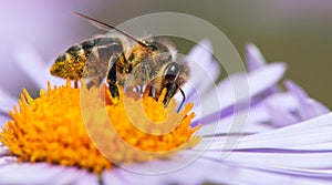 Bee or honeybee sitting on flower, Apis Mellifera