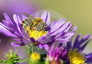 Bee or honeybee sitting on flower, Apis Mellifera