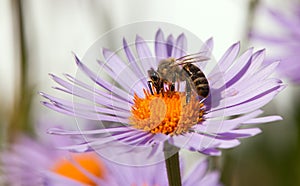 Bee or honeybee sitting on flower, Apis Mellifera
