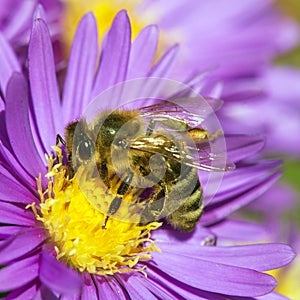 Bee or honeybee sitting on flower, Apis Mellifera