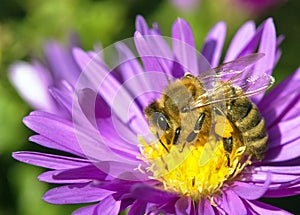 Bee or honeybee sitting on flower, Apis Mellifera