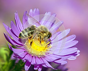 Bee or honeybee sitting on flower, Apis Mellifera