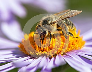 Bee or honeybee sitting on flower, Apis Mellifera