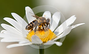 Bee or honeybee on white flower of common  daisy