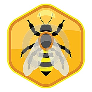 bee on honeycell, vector