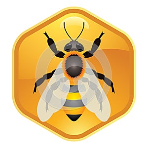 Bee on honeycell, vector