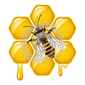 vector bee on honeycells