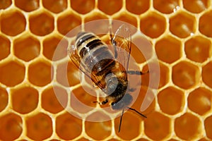 Včela na plástev medu 