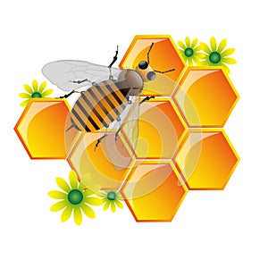 Bee and honeycomb