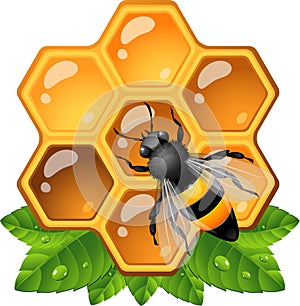 Bee on honeycomb