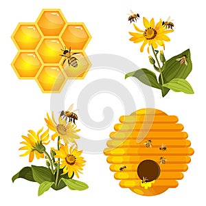 Bee on honeycomb, beehive nest, bees on yellow field flowers set isolated