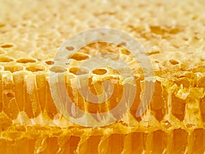 Bee honeycomb closeup, fresh stringy dripping sweet honey, macro
