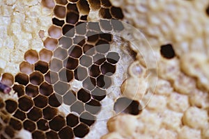 Bee and honeycomb closup and macro shot