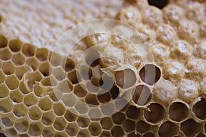 Bee and honeycomb closup and macro shot