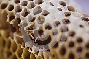 Bee and honeycomb closup and macro shot