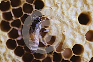 Bee and honeycomb closup and macro shot