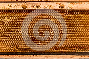 Bee Honeycomb Frame with Honey
