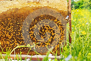 Bee honeycomb on green grass