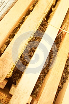 Bee on honeycomb with honey slices nectar into cells.