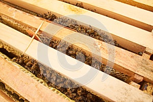 Bee on honeycomb with honey slices nectar into cells. Macro image of a bee on a frame from a hive. Bees on honeycomb. winter time