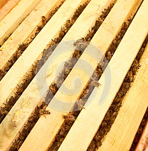 Bee on honeycomb with honey slices nectar into cells. Macro image of a bee on a frame from a hive. Bees on honeycomb. winter time