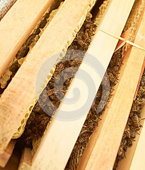 Bee on honeycomb with honey slices nectar into cells. Macro image of a bee on a frame from a hive. Bees on honeycomb. winter time