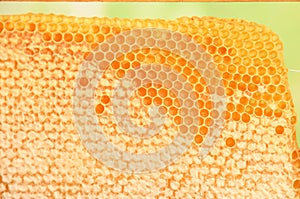 Bee honeycomb with honey, yellow honeycomb wax background