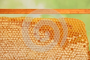 Bee honeycomb with honey, yellow honeycomb wax background