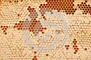 Bee honeycomb with honey, yellow honeycomb wax background