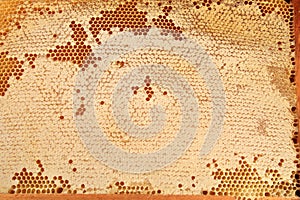 Bee honeycomb with honey, yellow honeycomb wax background