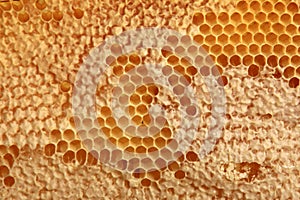 Bee honeycomb with honey, yellow honeycomb wax background