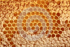 Bee honeycomb with honey, yellow honeycomb wax background