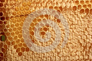 Bee honeycomb with honey, yellow honeycomb wax background