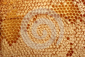 Bee honeycomb with honey, yellow honeycomb wax background