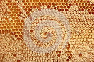 Bee honeycomb with honey, yellow honeycomb wax background