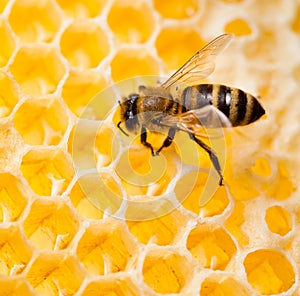 Bee in honeycomb macro shot