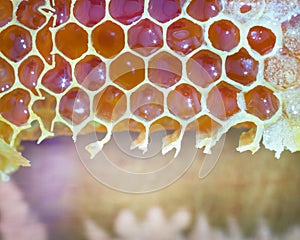 Bee honeycombs backgrounds.